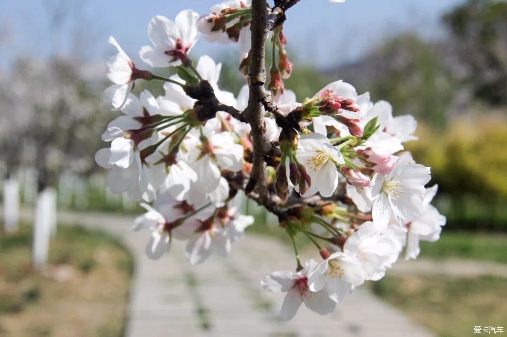 又到樱花纷飞时