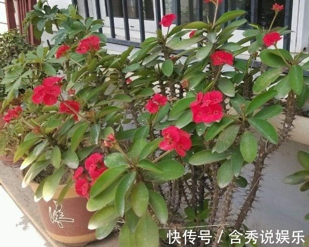 水仙花|这五种“毒花”,冬季最好不要养,1滴“汁液”就可能影响健康