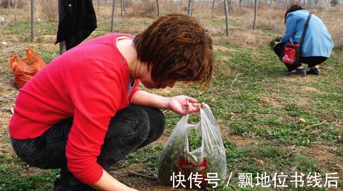 苦菜|5种“高钙”菜，农村常见，营养高口感好，却被当成了杂草，可惜