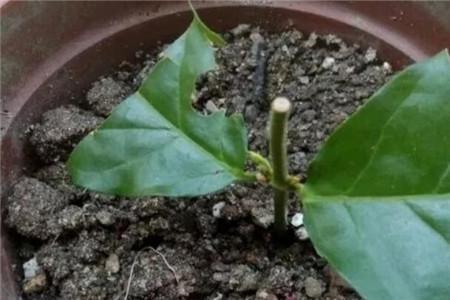 8种花不用花钱买,掐片叶、剪根枝,找个花盆种起来,家里放不下