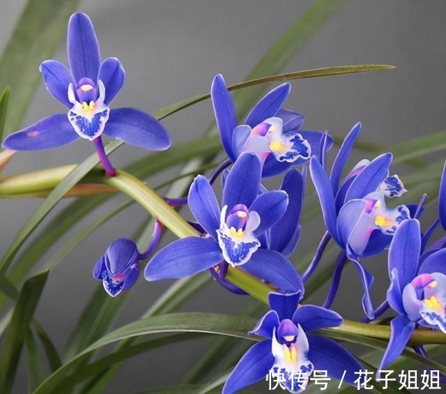 阳台有地方,种一盆亮眼的“蓝色”四季兰,高雅又上档次!