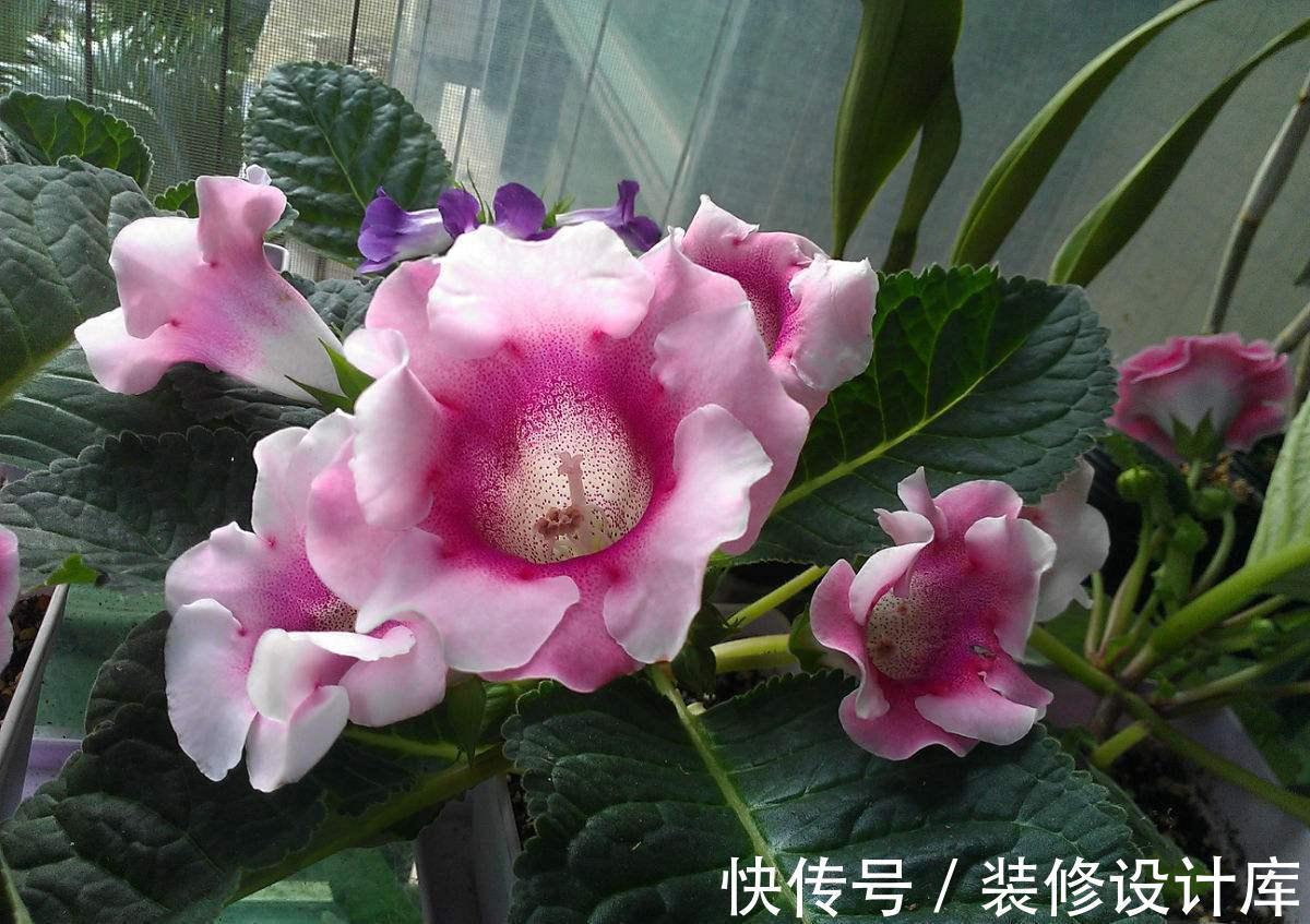 5种“漂亮花”，被名字耽误了一生，花开艳丽，却怕它“不吉利”