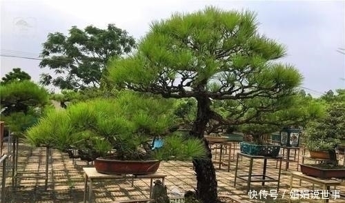 种树|在野外常见的5种树,挖回家制作成盆景,观赏性很高