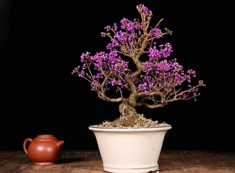收藏|惊艳的6大盆景造型,中国植物艺术的巅峰,收藏起来