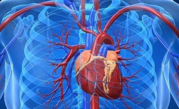 代谢|血管洗个澡,健康活到老,不妨每天“洗”1次,早知早受益