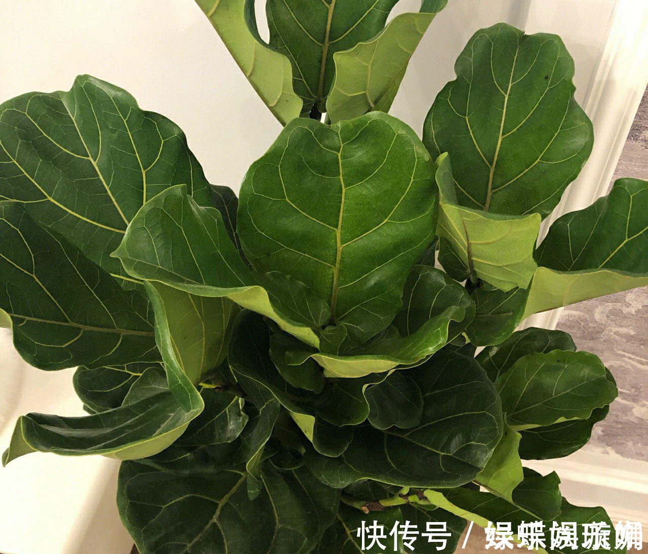 散尾葵|客厅养花别乱养,选5种花,好养好看,高端大气上档次