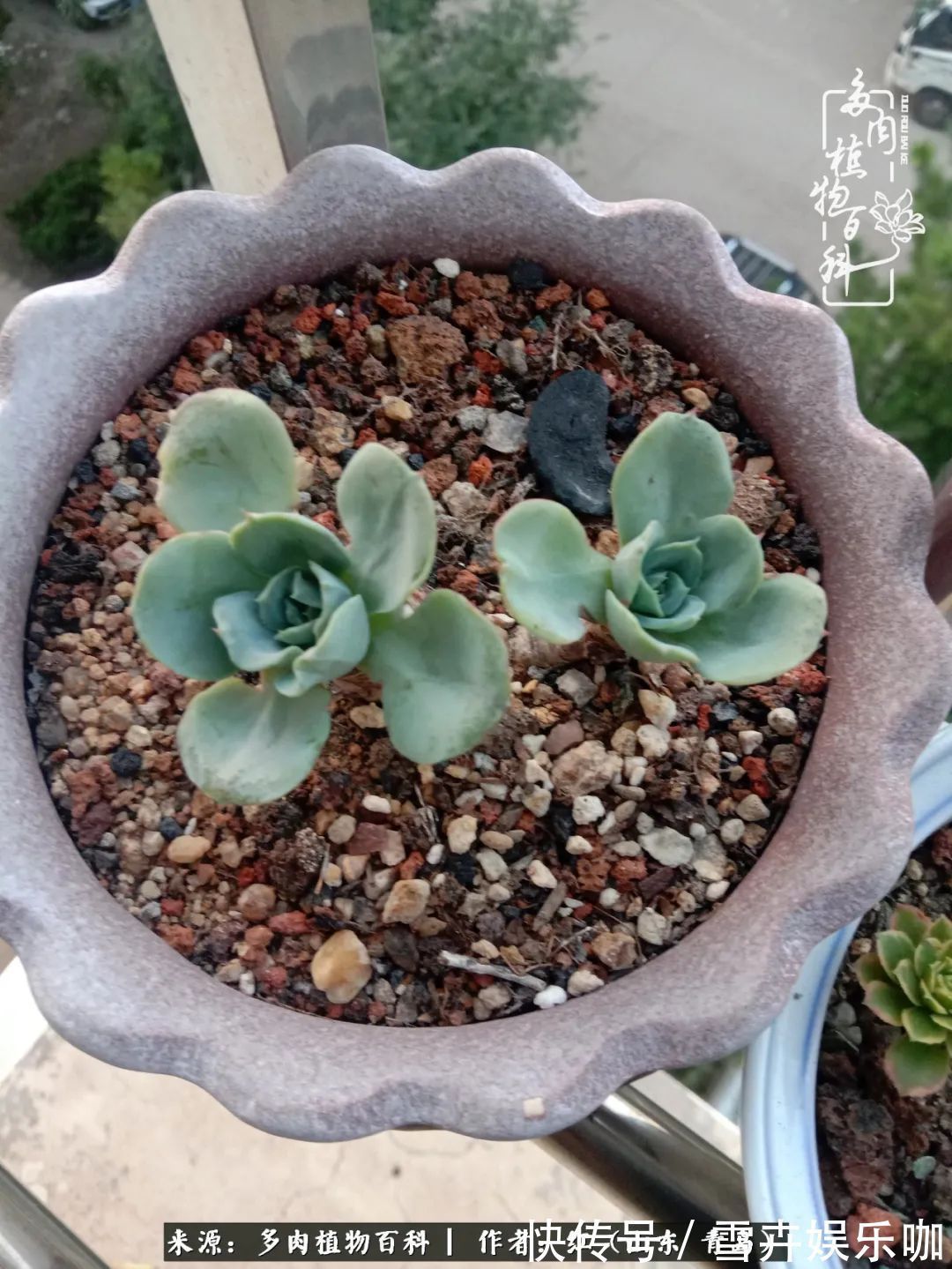 红稚莲|多肉度个夏,回到解放前!曾经有多美,现在就有多丑!