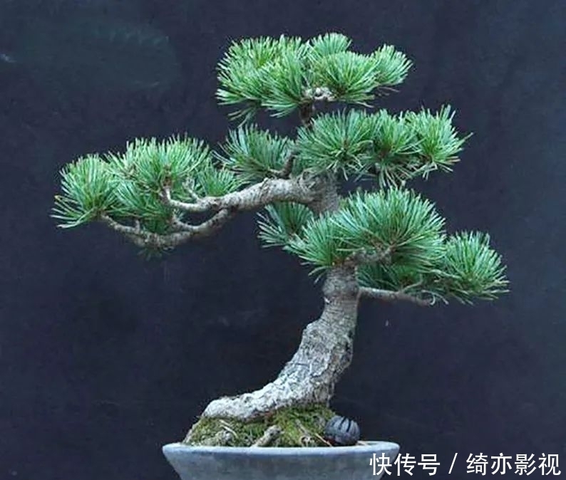 台长|五针松造型以吊扎为主,结合修剪,以求“回旋盘曲”!