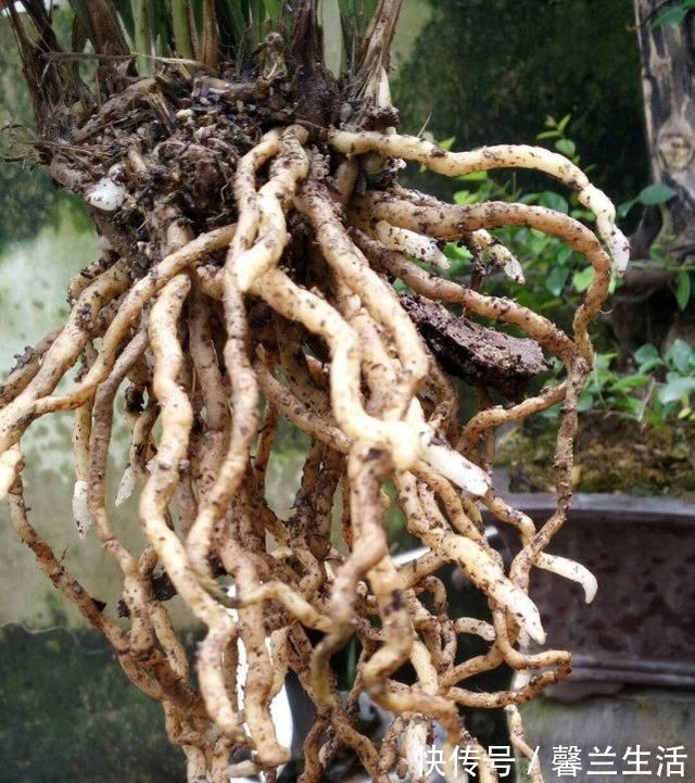 风化石|老爸用这个植料养兰,呼呼冒出大白根,又壮又多