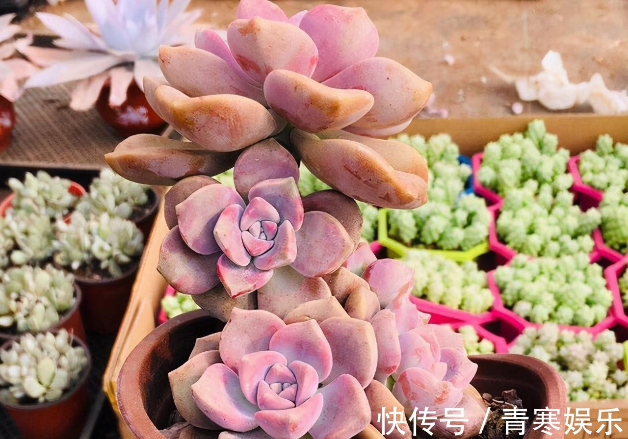 张大哥养肉10多年,总结出4个“耐热品种”,肉迷都喜欢