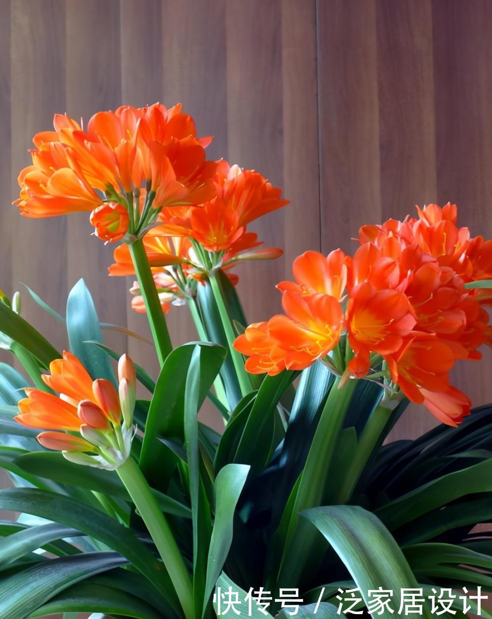 翻倍|5月养君子兰,掌握几个要点,叶子挺拔油绿,来年花量翻倍