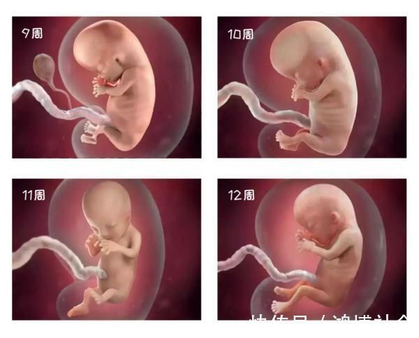 卵子|组图告诉你,怀孕1周到40周胎儿是怎么长大的,感叹生命的神奇