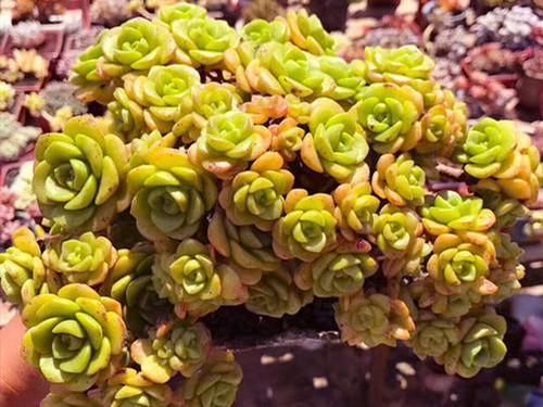 叶片|养多肉百合莉莉,香味和果冻色都想要,不能心软,狠心做好2件事