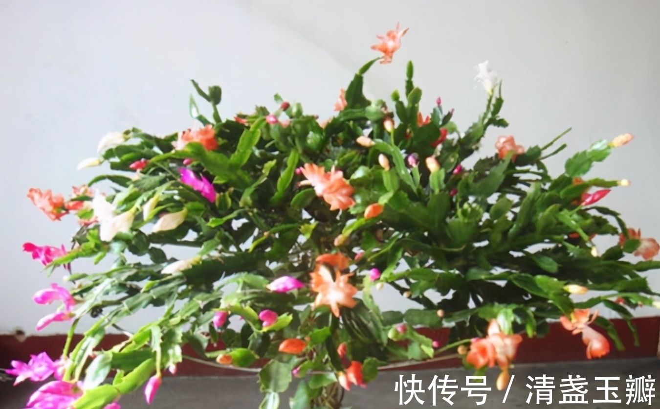 叶仙|3种“蟹爪兰”想要嫁接,砧木要选对,后期长势旺,才能多开花