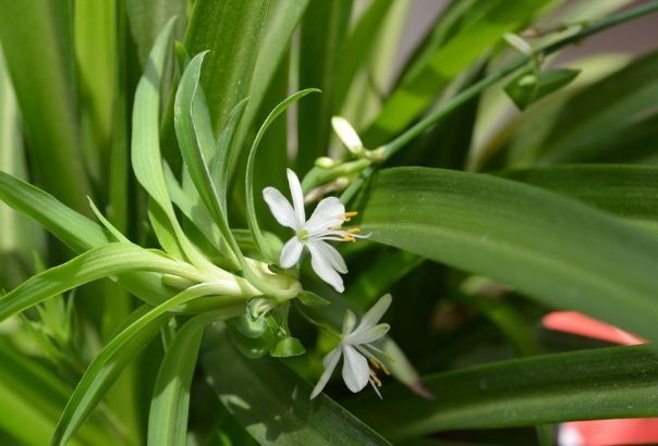 喜欢菊花就选“情人菊”,花姿优美,娇艳动人,花期长适合盆栽养