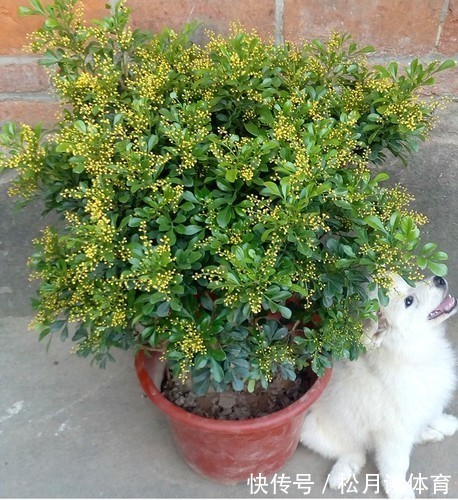 金枝玉叶|公认好养的5种花,能活一百年,开花吉利带仙气,越养越值钱