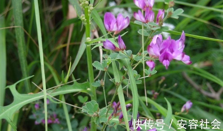 女人|“狐狸精”转世的三生肖,五官精致气质高雅,一生都不缺乏追求者