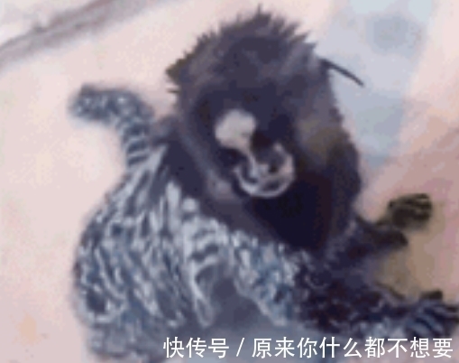 南美洲@耸人听闻!南美洲发现奇异生物,竟是中国奇书《山海经》神兽!