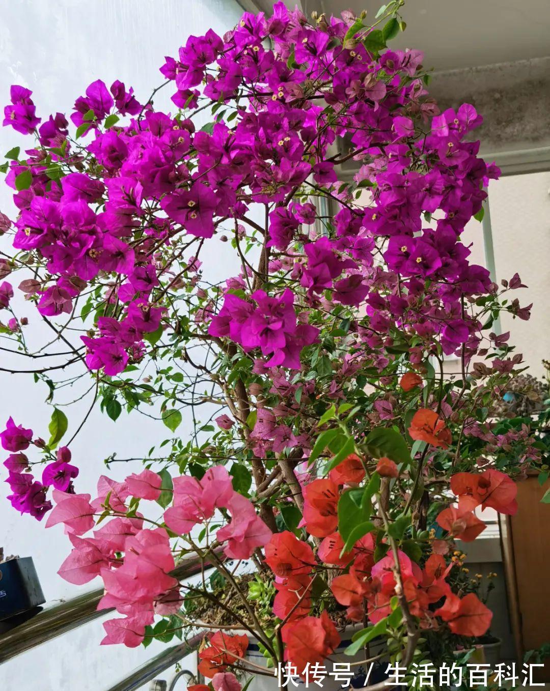这花不用扦插，枝条套个塑料袋，大白根呼呼冒养花大全昨天