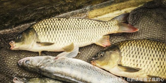 鱼儿|钓鱼找不到鱼窝70岁老渔翁教你3招,你也能十分钟钓上30斤大鱼!