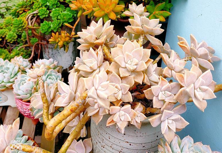 种类|这些种类的多肉适合用有一定高度的盆来栽种,大家不要选错花盆了