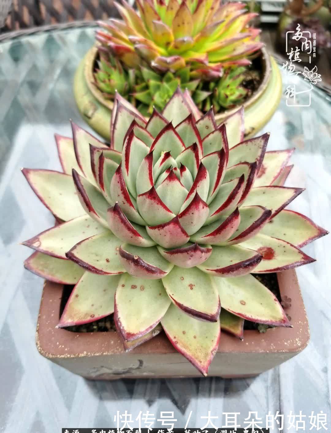 春暖花开,万物复苏,多肉迎来最美时光!