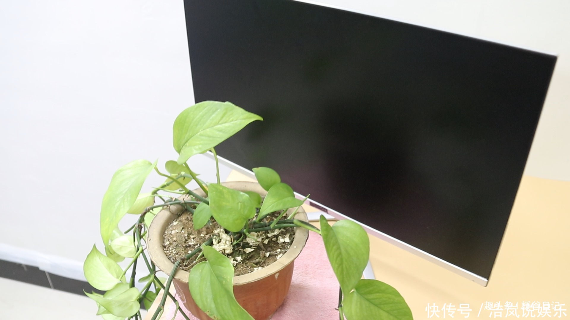 绿萝|你家有绿萝吗我也是刚刚才知道,肯定不是迷信