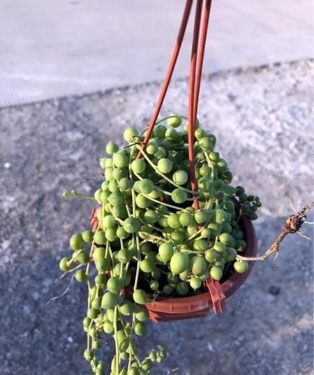 小花|4种小小的多肉居然能养出瀑布效果,怎么做到的?今天就来学一学
