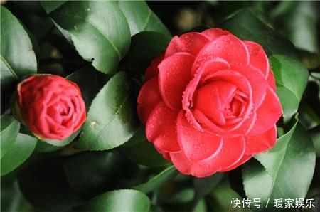 这8种花,冬天非但冻不死,还花开不断,挤满整个阳台!