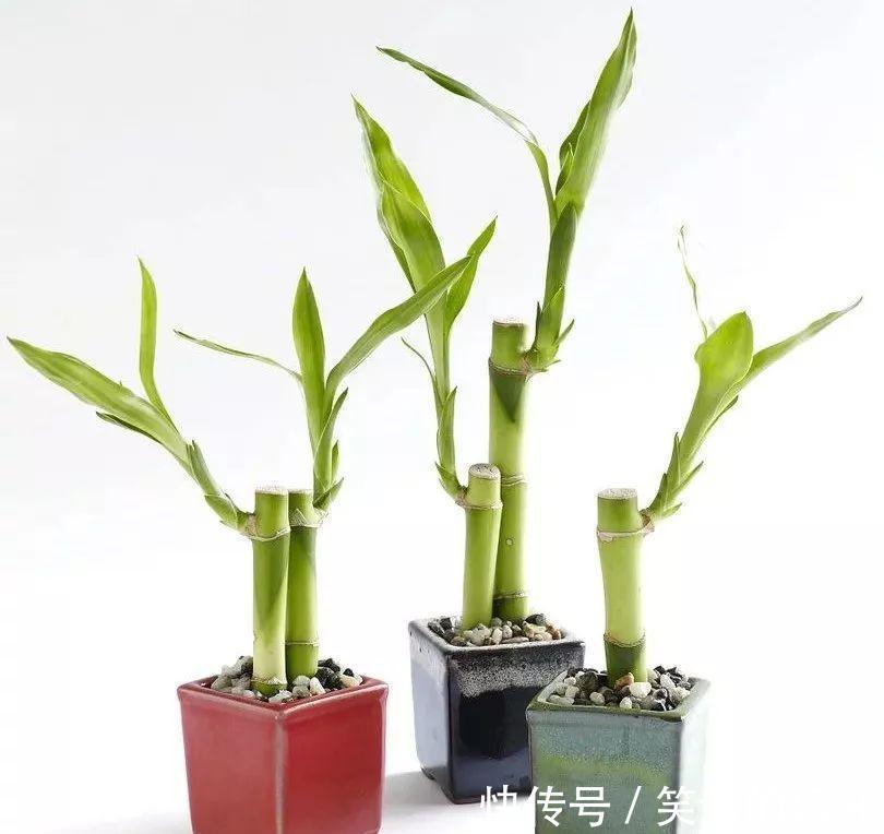 冬季花卉黄叶原因大盘点，看看你的花花中招了没