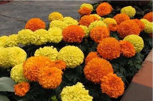 3种驱蚊花，花香到发臭，有人喜欢有人厌，你养了几种？