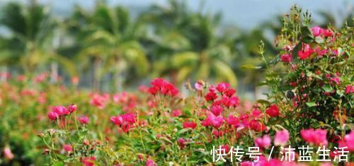 肌瘤|子宫肌瘤不可怕，学会这几招帮你调理，肌瘤可能会慢慢“消失”