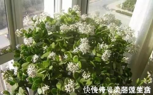 “招财”的2种花,客厅养1盆,养的越久越值钱,当传家宝都行