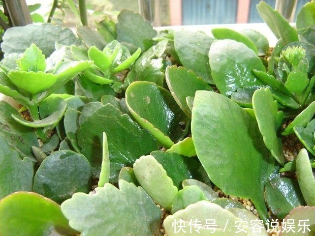 扦插|长寿花别再花钱买了，一个叶片就能养出一大盆，方法超简单！