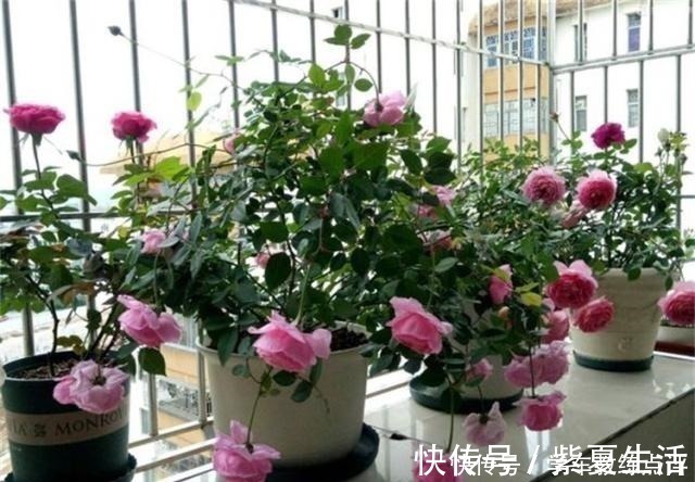 月季蚜虫难消除 喷一种 液体 蚜虫隔天就 嗝屁 简单实用 粉紫色 月季蚜虫难消除 喷一种 液体 蚜虫隔天就 嗝屁 简单实用 粉紫色