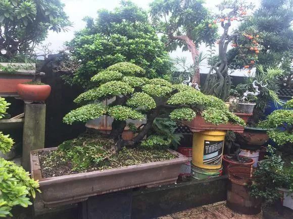 老花匠|老花匠:扔4种“东西”,就是扔钱,比花肥还好用,不花钱!