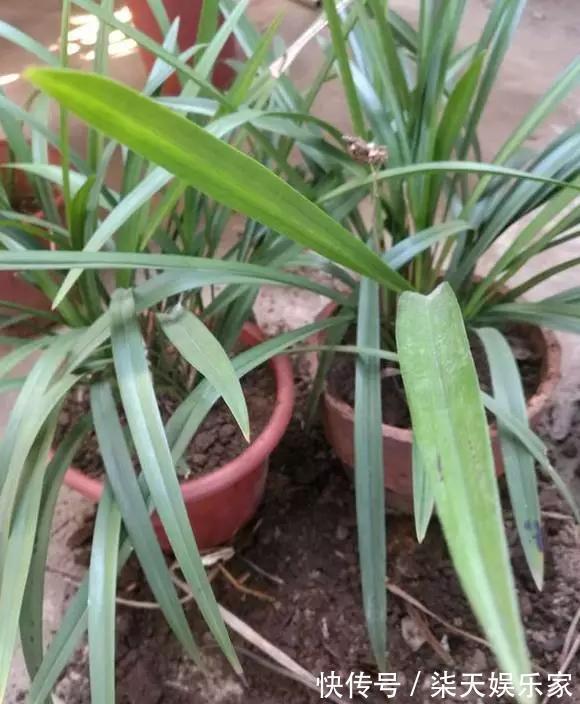 4种花爱“吃土”,1年不换盆,盆里全是根不见土,换盆才能长好