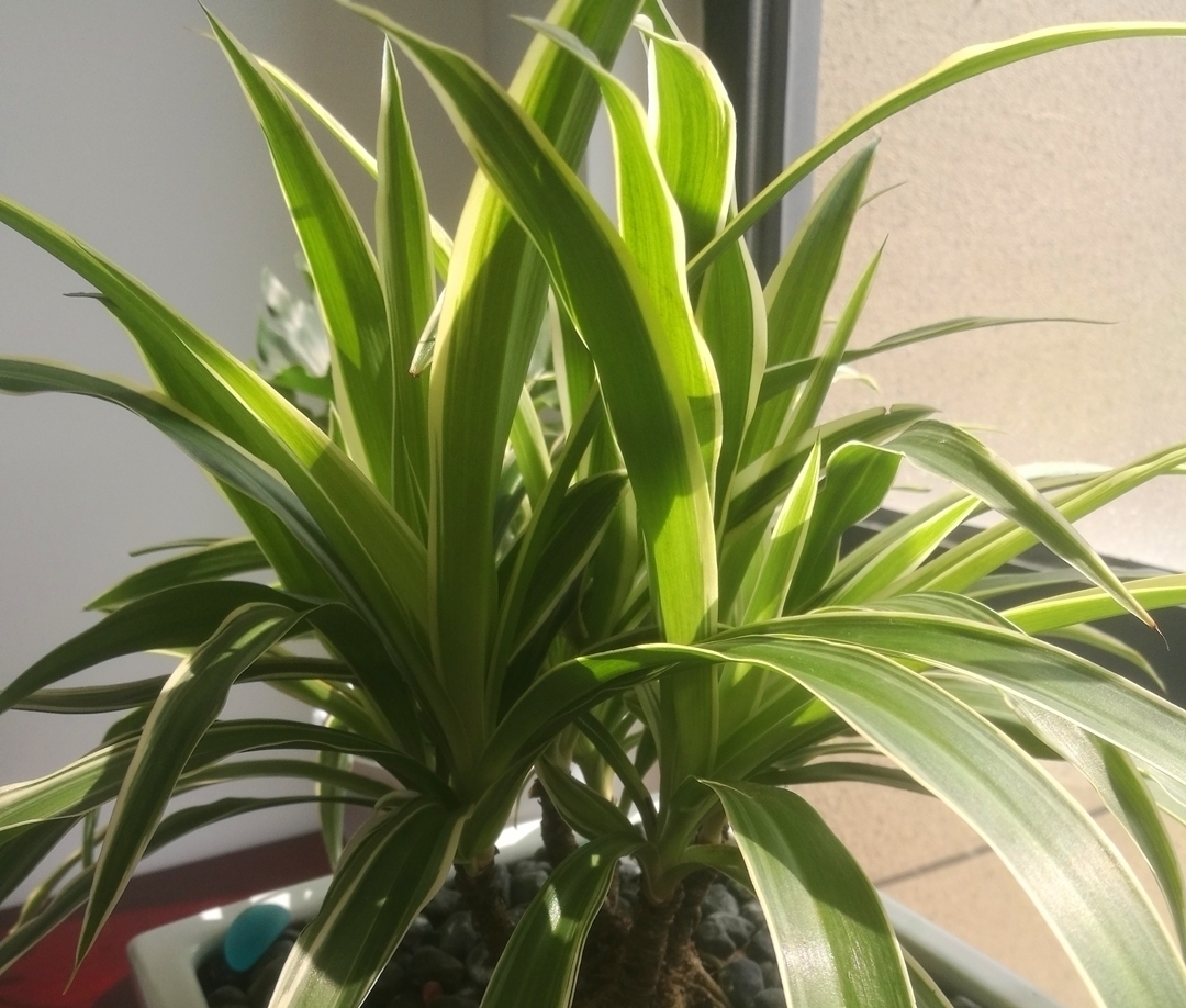 老桩|把吊兰养成“瀑布”,那是小意思,养成老桩盆景才是真本事