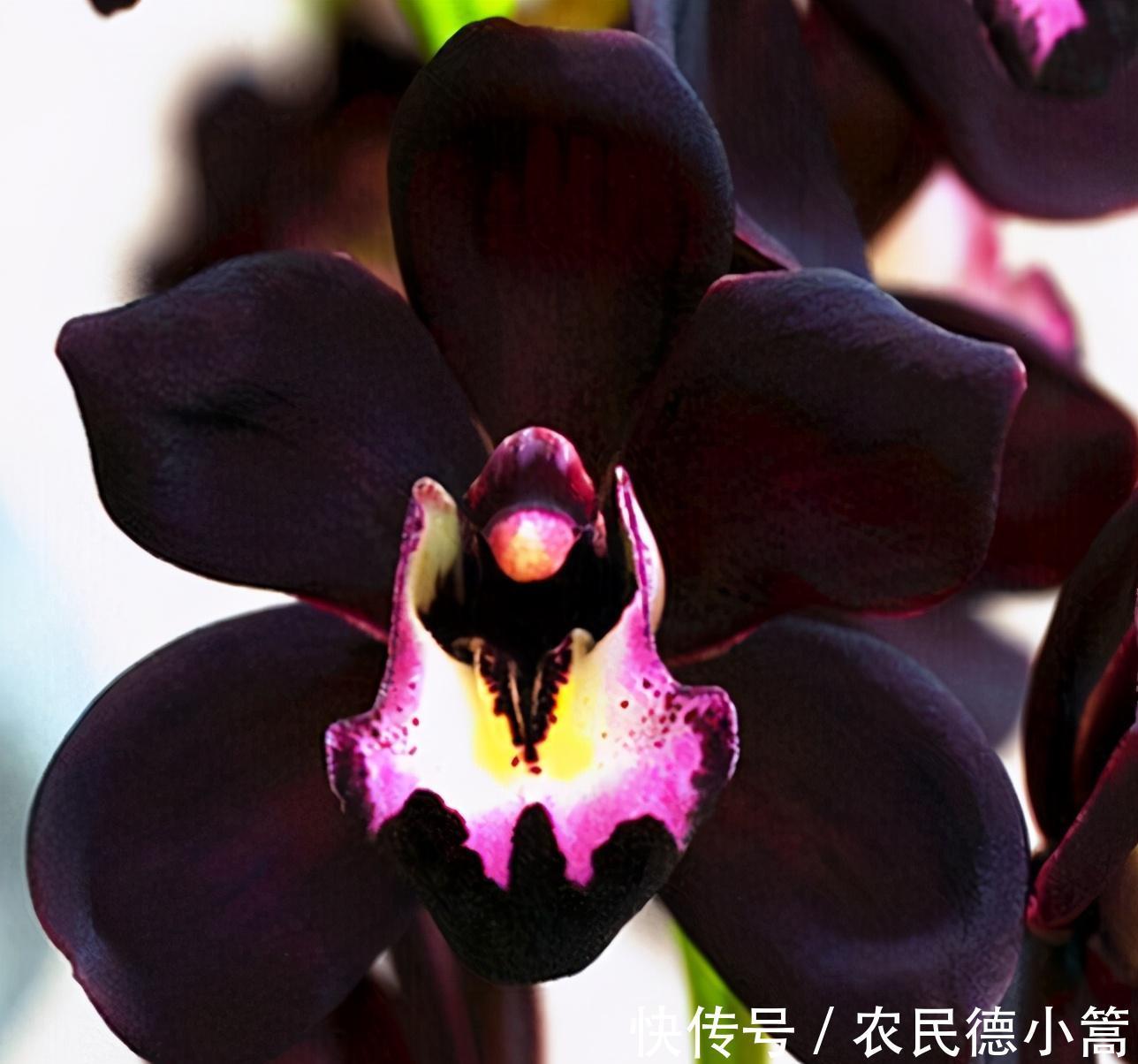 不像兰花的兰花，被誉为是兰花界的黑魔法，新手也可以养