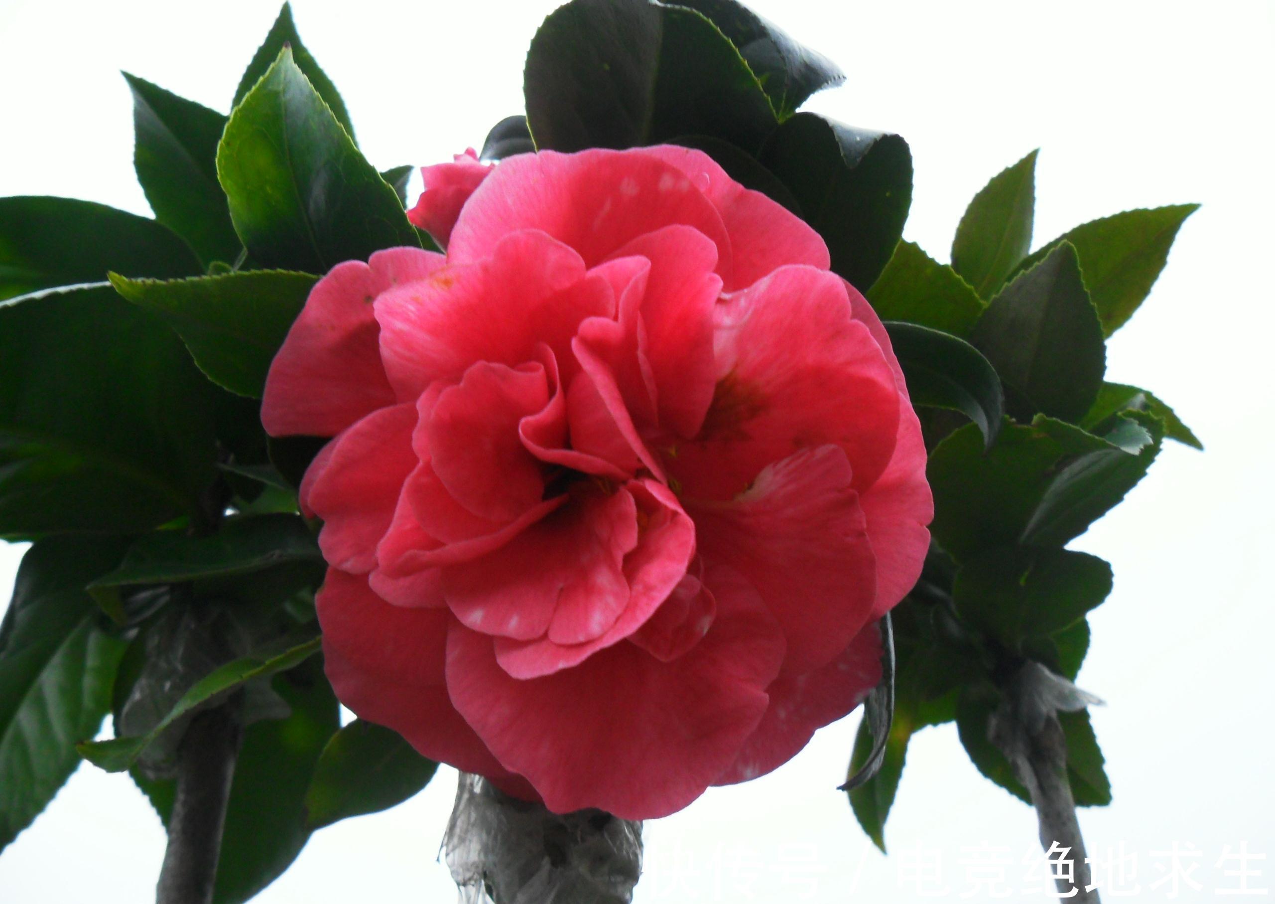 植物|养花试试这款,花又大又漂亮,如果花朵出现腐烂迹象,应及时修剪