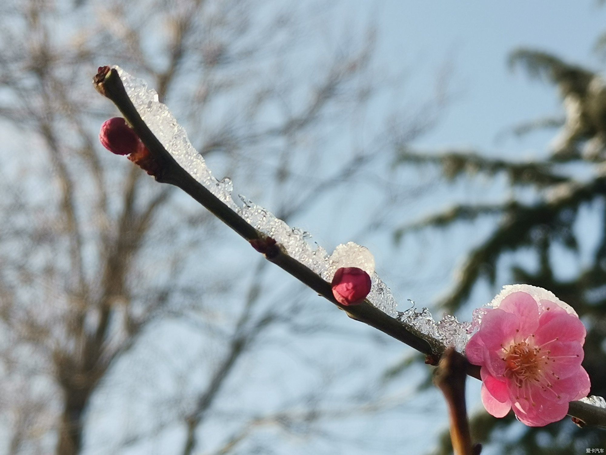 老年|【爱卡踏青季】踏雪寻梅