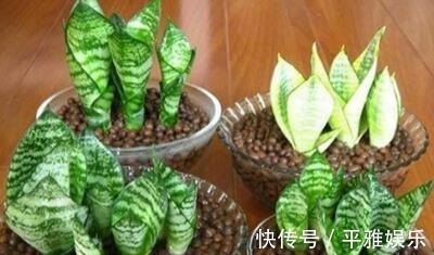 家家都有的“1种东西”,用来养虎皮兰,钢芽呼呼冒,一次出15个