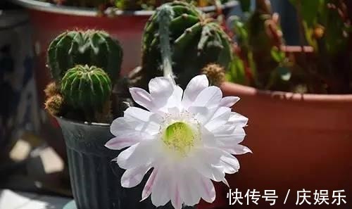 仙人掌“水”浇多了就烂根,问题不大,正确处理还能恢复!