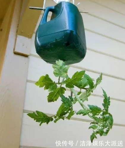 “空油桶”不要扔拿来种蔬菜，好养又漂亮，蔬菜多的吃不完！