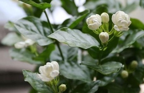 根壮|5种喜欢喝“醋”的花草,浇水时加点“醋”,根壮叶绿、不怕黄叶