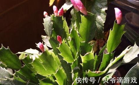 蟹爪兰长势差,不开花,2种促花肥扔盆里,轻松开花爆盆