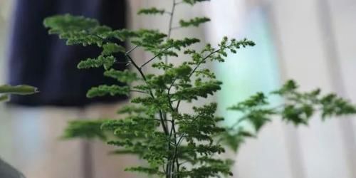 不会养文竹就用这两个笨办法,养的叶子绿油油