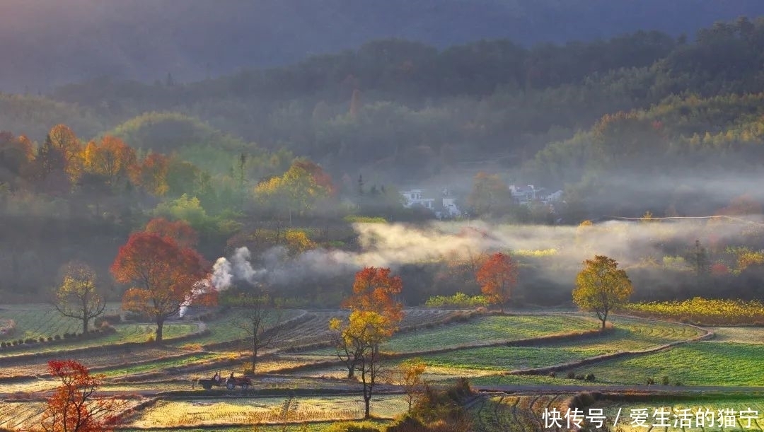 乌桕树|中国四大秋色之一、“画里乡村 桃源人家”｜黄山西宏古道越野秋季赛赛道颜值太抗打！