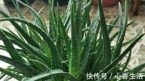 芦荟|卧室长期放盆栽，失眠的人就选2种，好看又好养，净化效果好
