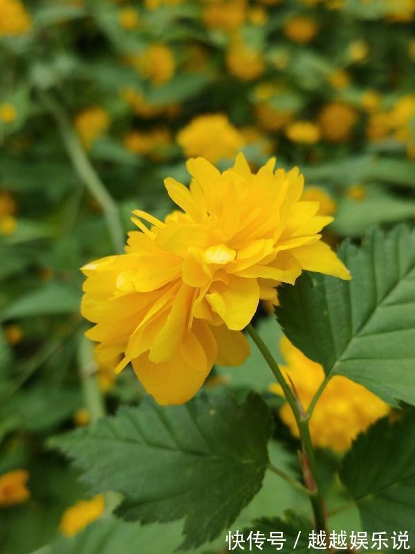 很多人见过棣棠花,却不知其身份,原来它有好多小秘密!